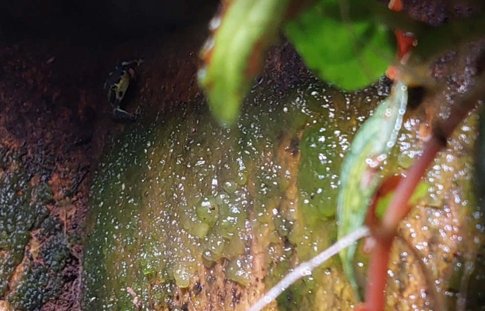 Atelopus sp. ID elegans?