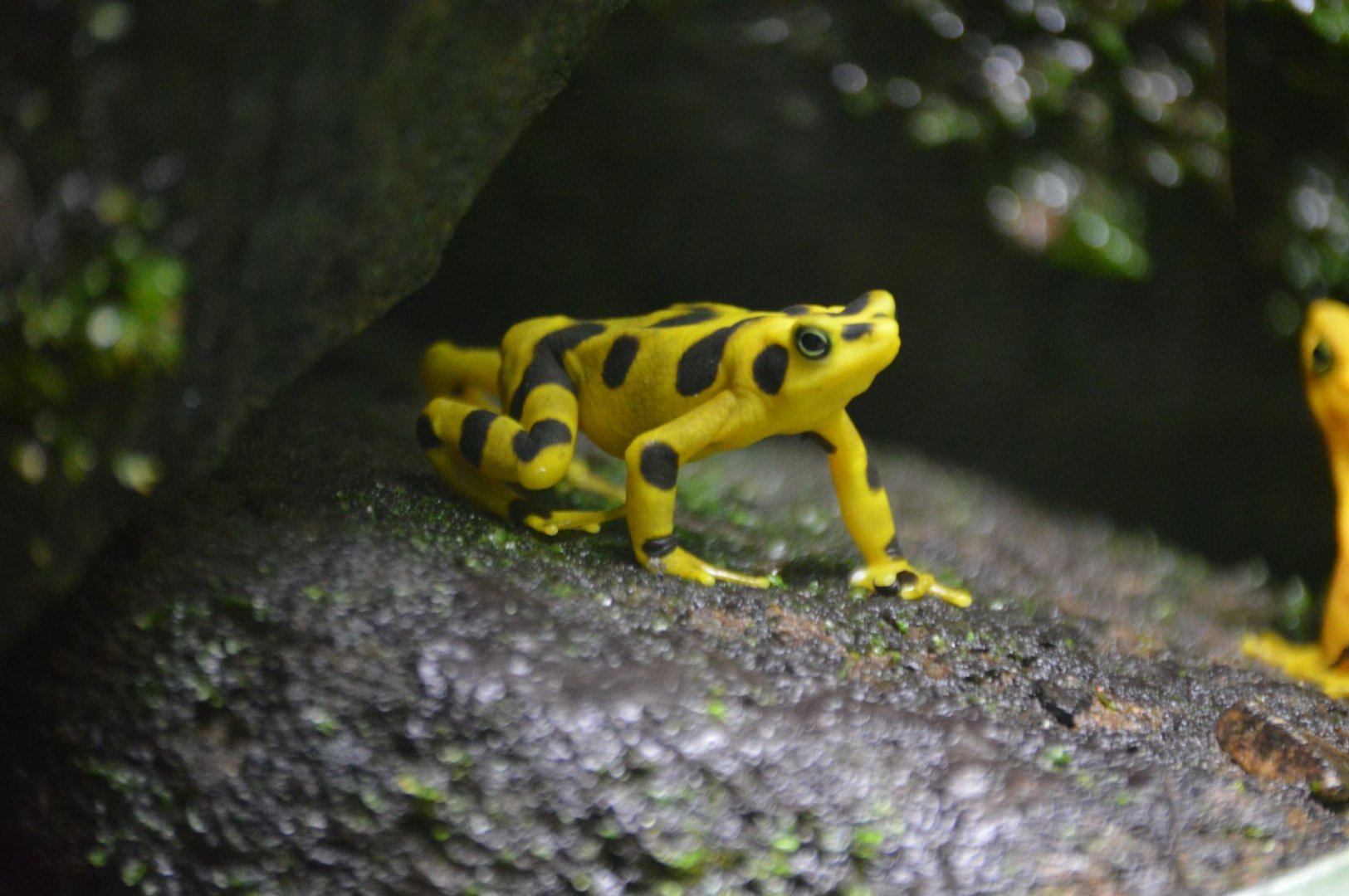 Atelopus zeteki