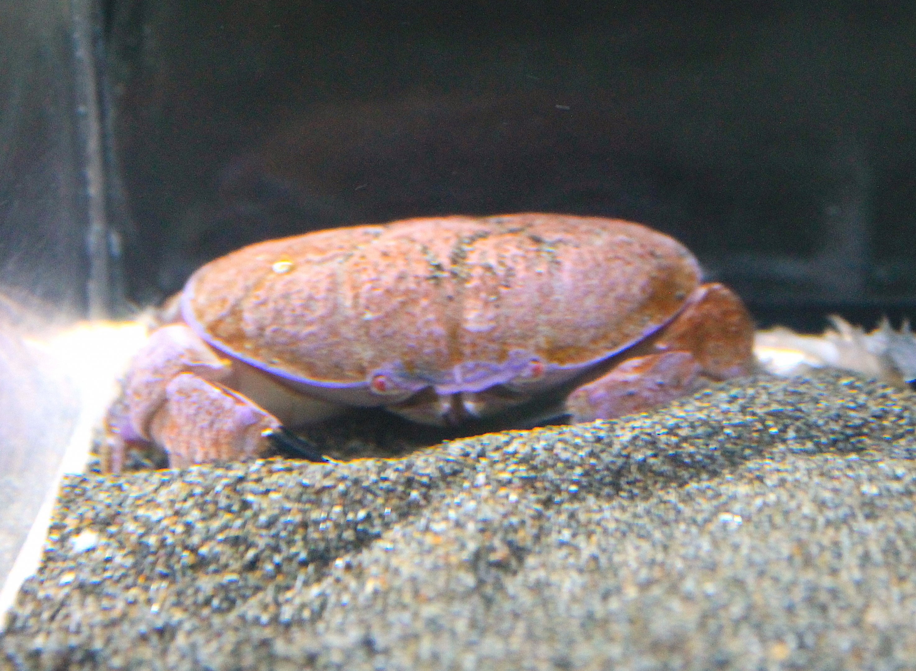Atergatis reticulatus