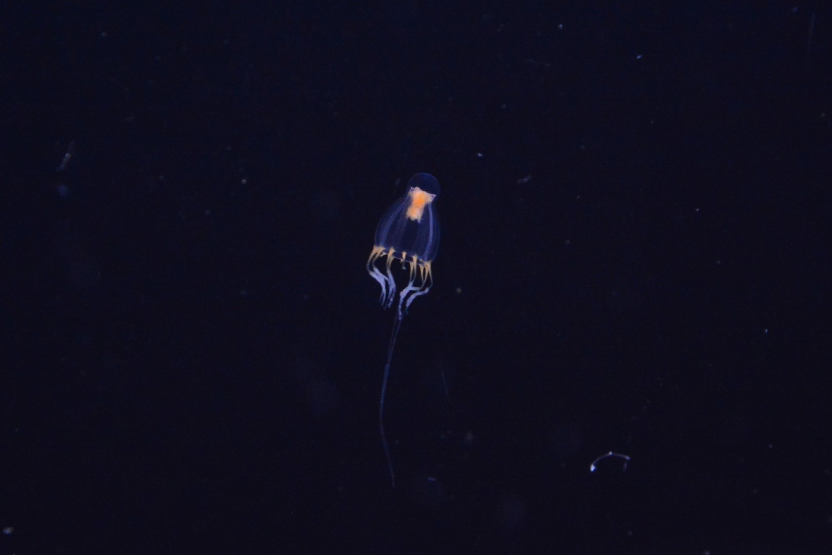 Athecate hydroid (Leuckartiara octona)