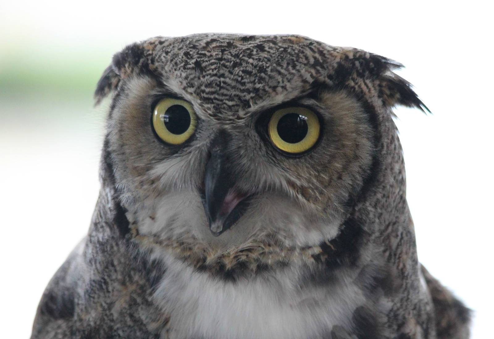 Athena the great-horned owl