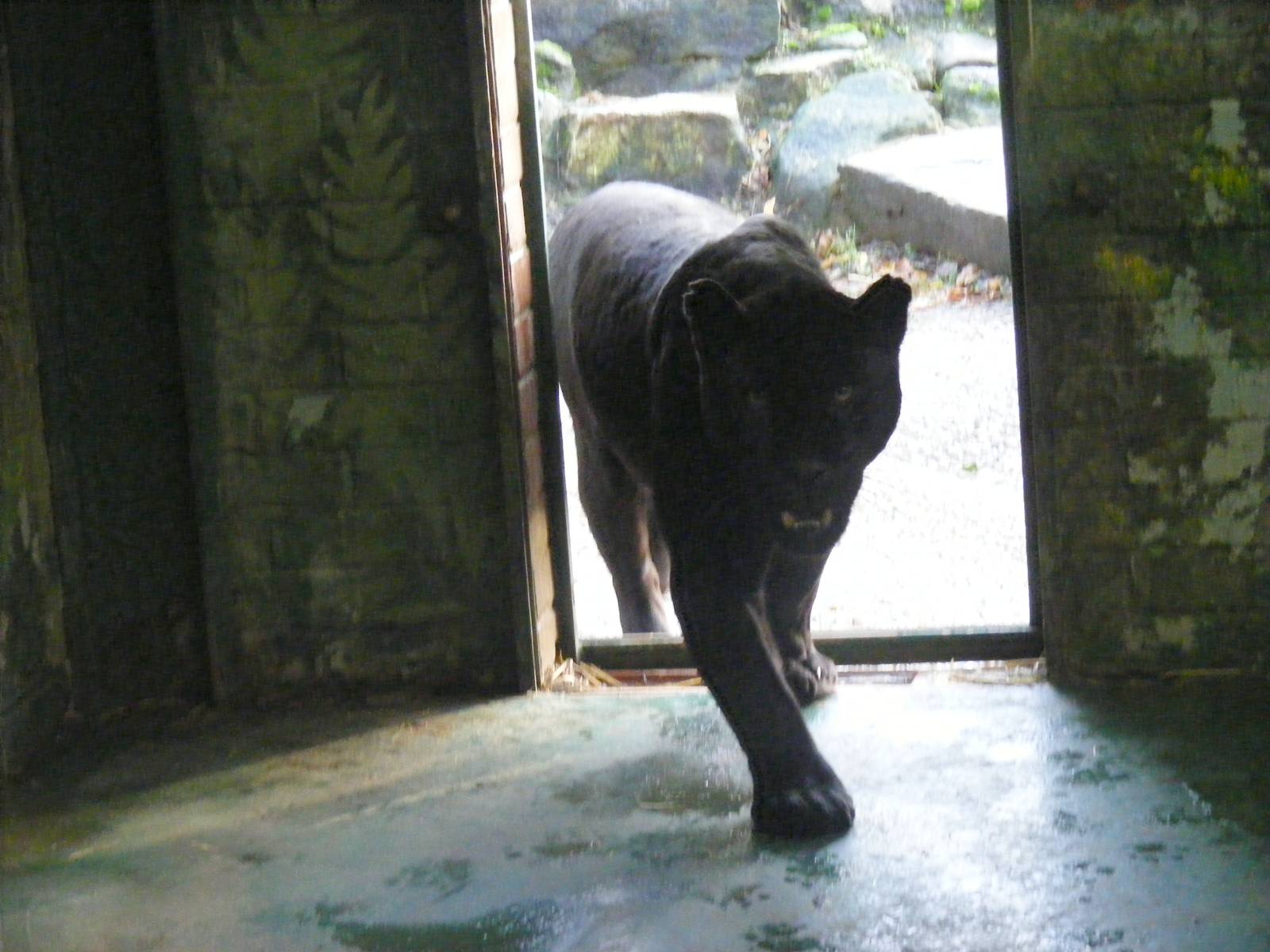Athena the jaguar at Paradise Wildlife Park, 22 November 2009