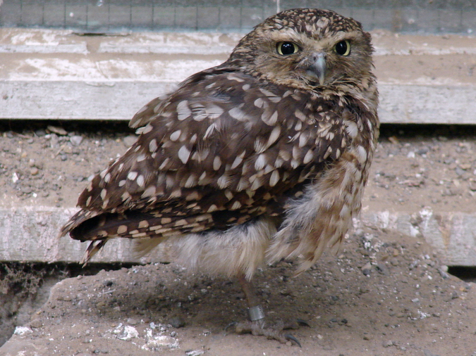 Athene cunicularia / Burrowing owl