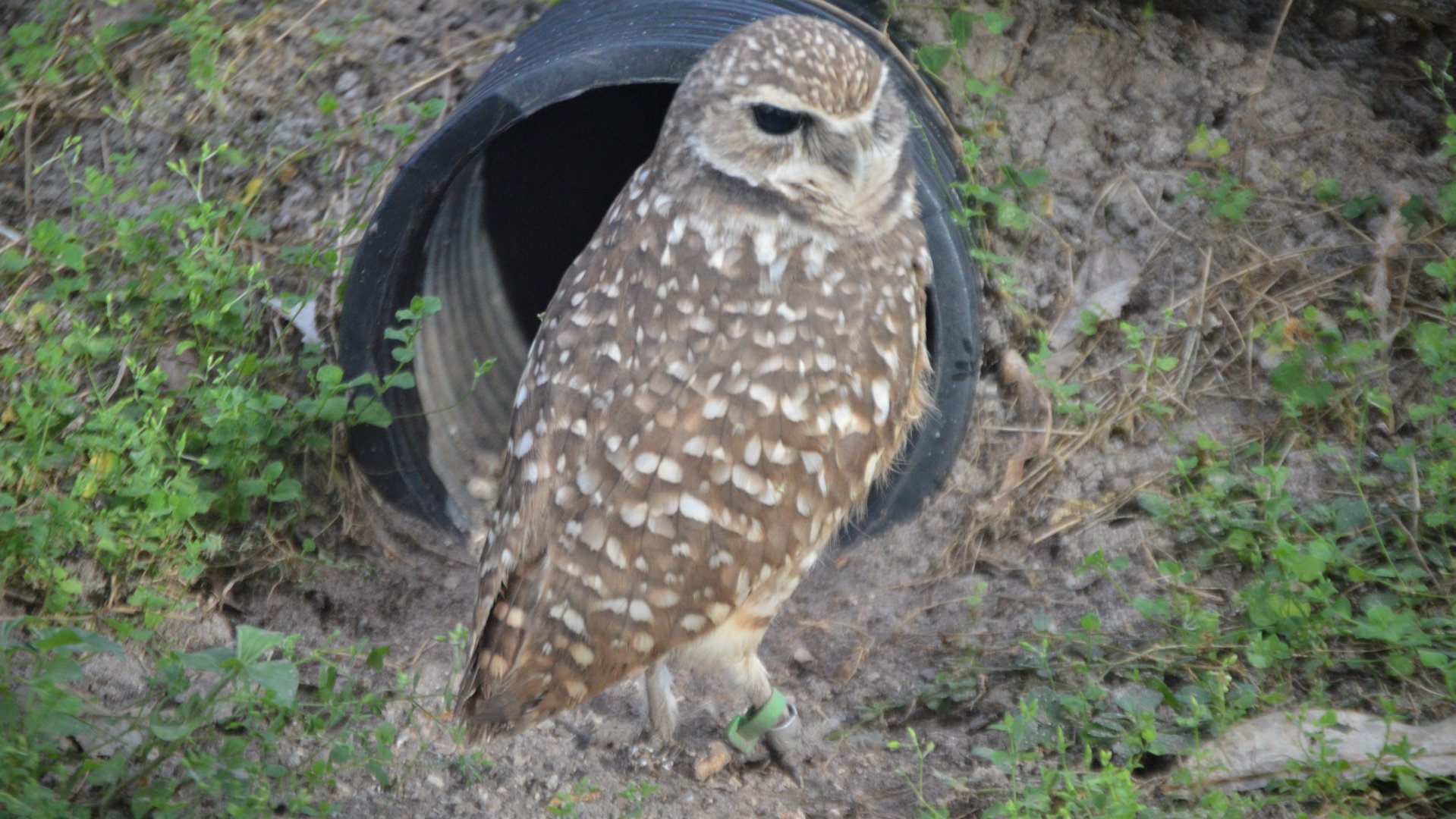 Athene cunicularia floridana
