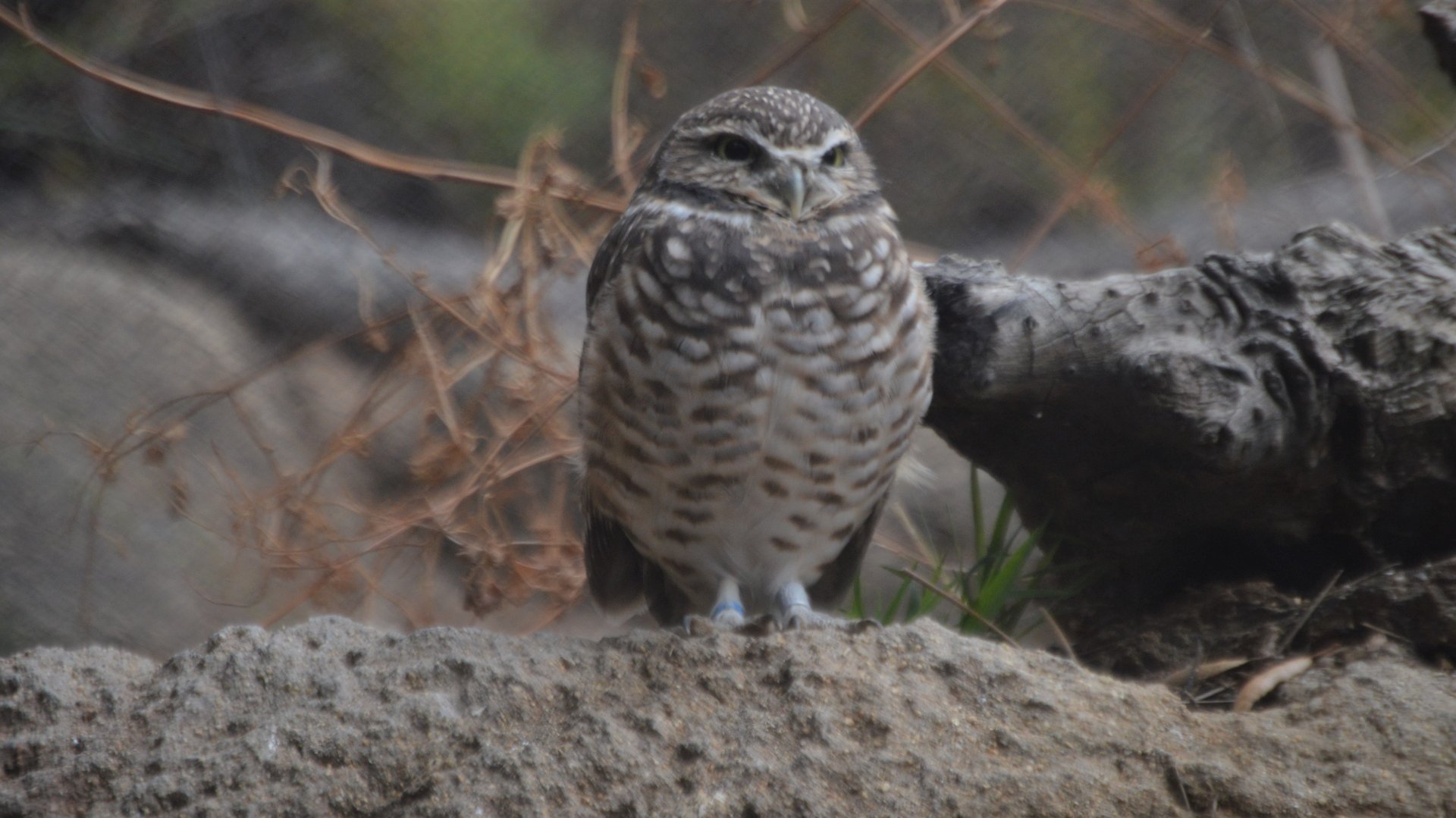 Athene cunicularia hypugaea