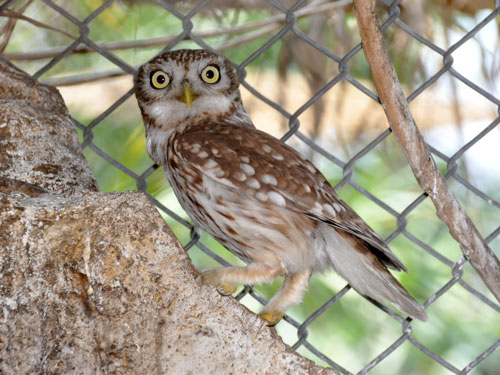 Athene lilith at Abu Kabir University Zoo - uploaded on behalf of alexkant