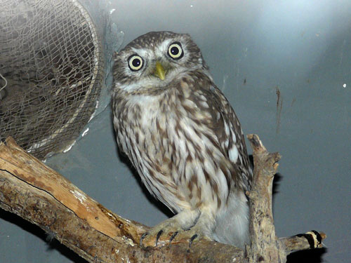 Athene lilith at Hai Bar Yotvata - uploaded on behalf of alexkant