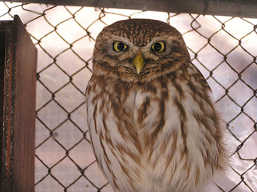 Athene lilith at Haifa Educational Zoo & Botanical Garden - uploaded on behalf of alexkant