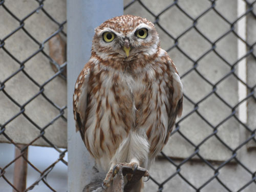 Athene lilith at Meir Segals Garden University Zoo - uploaded on behalf of alexkant