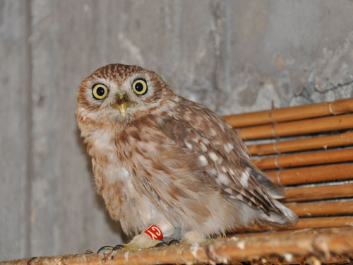 Athene lilith at Nahariya Zoo-Botanical Garden - uploaded on behalf of alexkant
