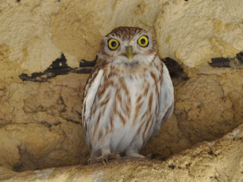 Athene lilith at Negev Zoo - uploaded on behalf of alexkant