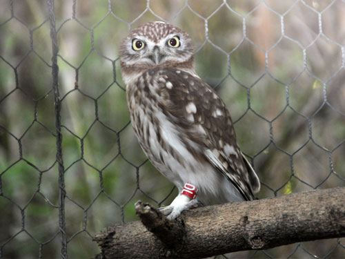 Athene lilith at Zoological Center Tel-Aviv - Ramat-Gan - uploaded on behalf of alexkant