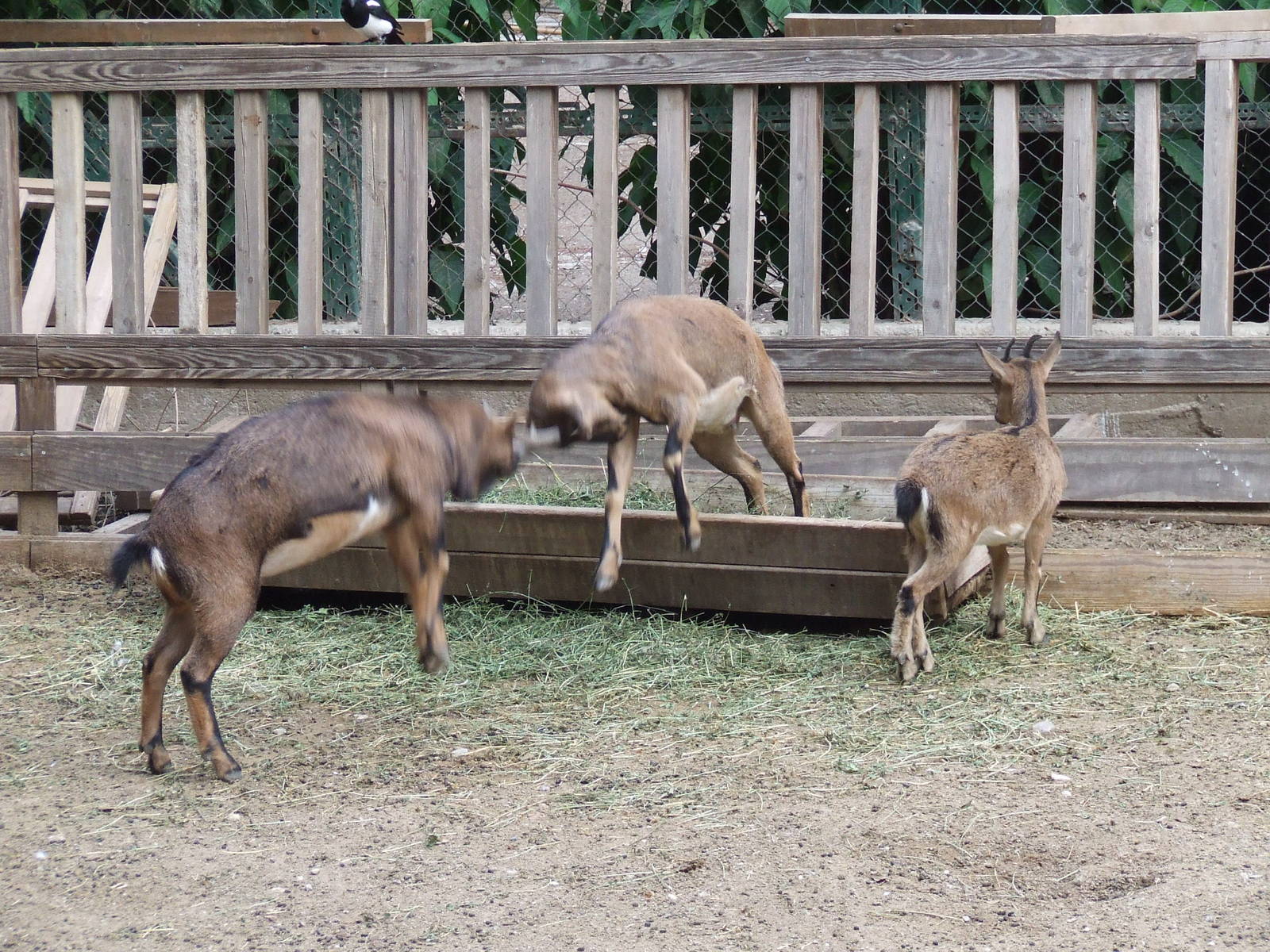 Athens - Former Royal Menagerie