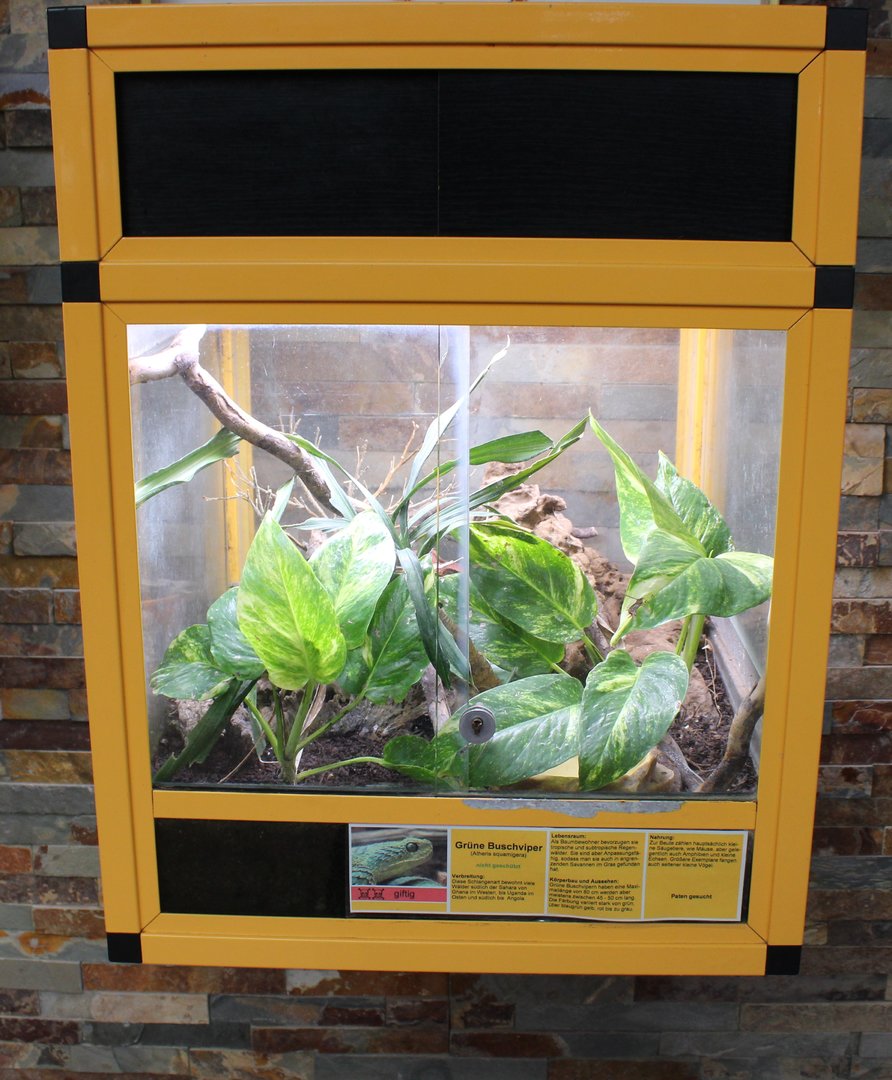 Atheris squamigera enclosure
