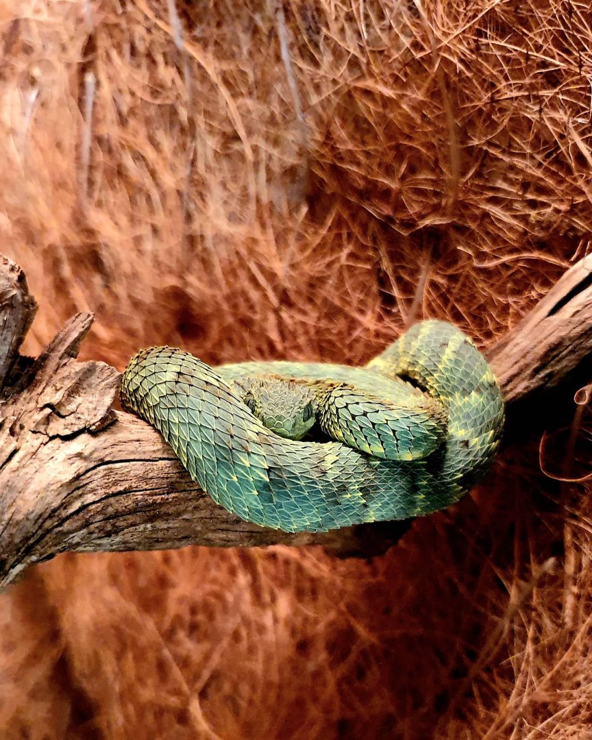 Atheris squamigera