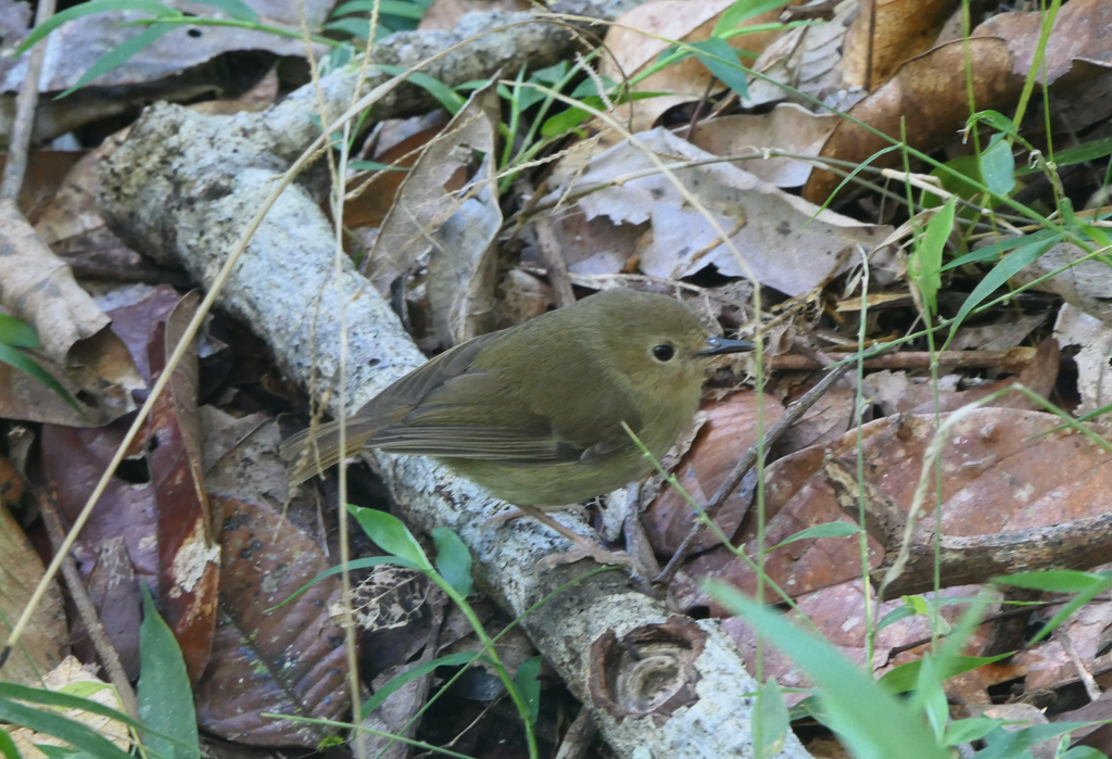 Atherton Scrubwren (Sericornis keri)