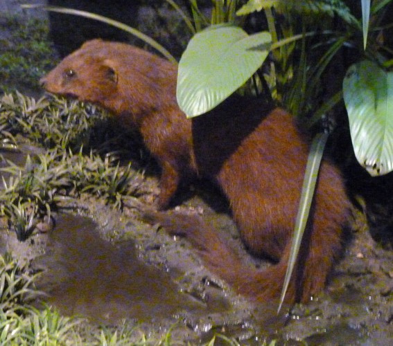 Atilax paludinosus (preserved)