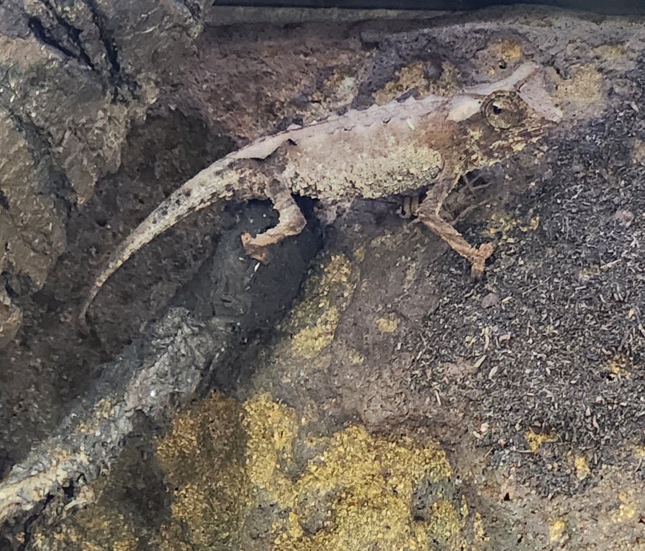Atlanta Botanical Gardens - Brookesia stumpffi