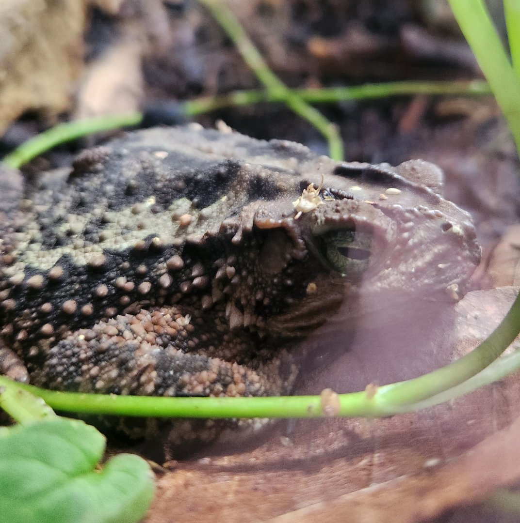 Atlanta Botanical Gardens -  Incilius coniferus