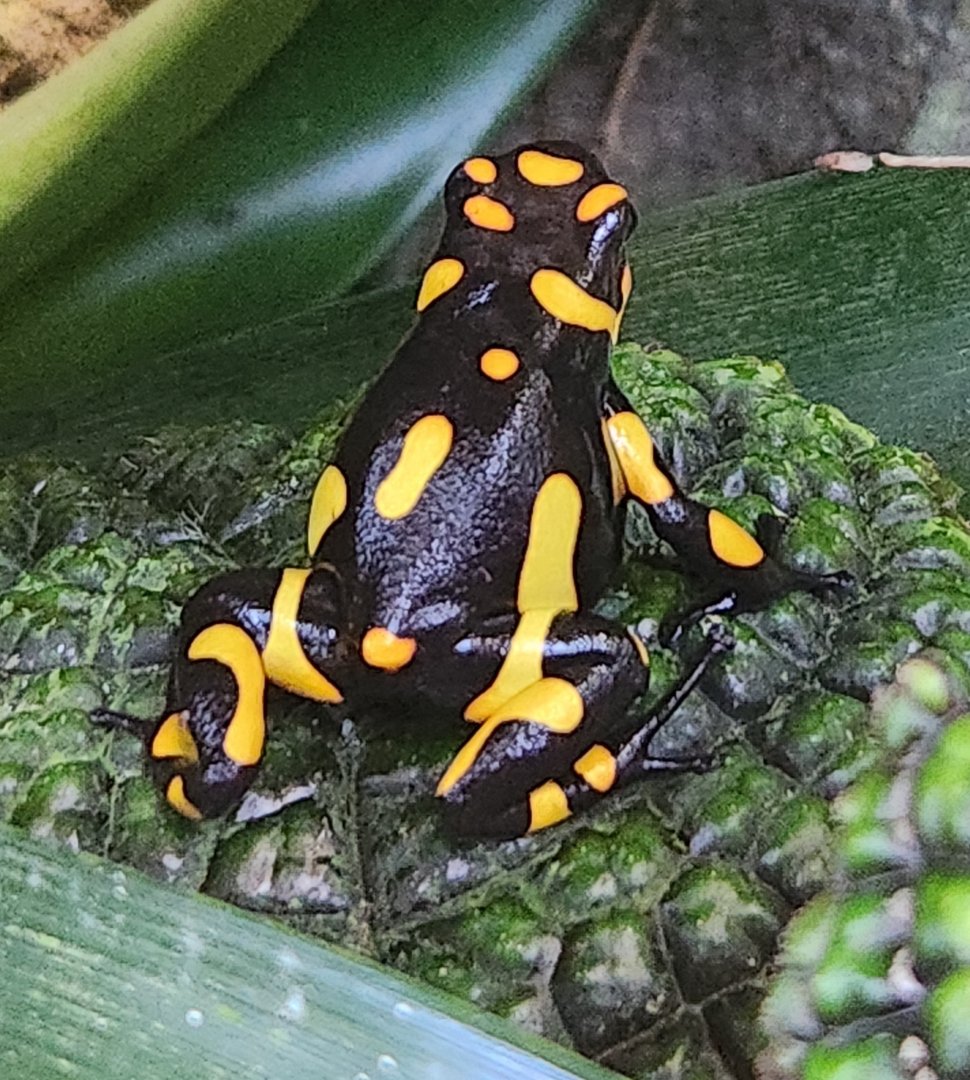 Atlanta Botanical Gardens - 'Pacasi' PDF