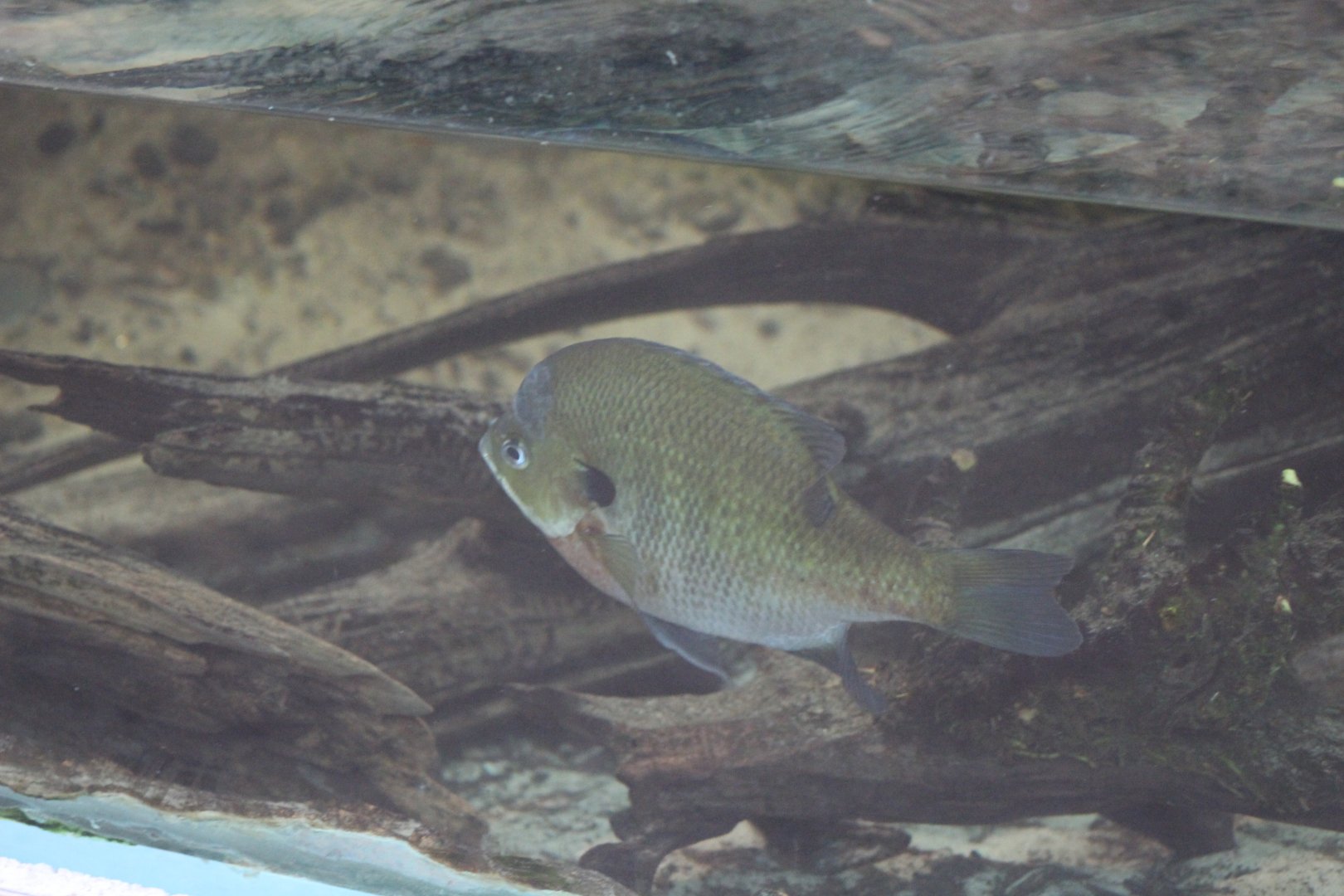 Atlanta- Centrarchidae ID?