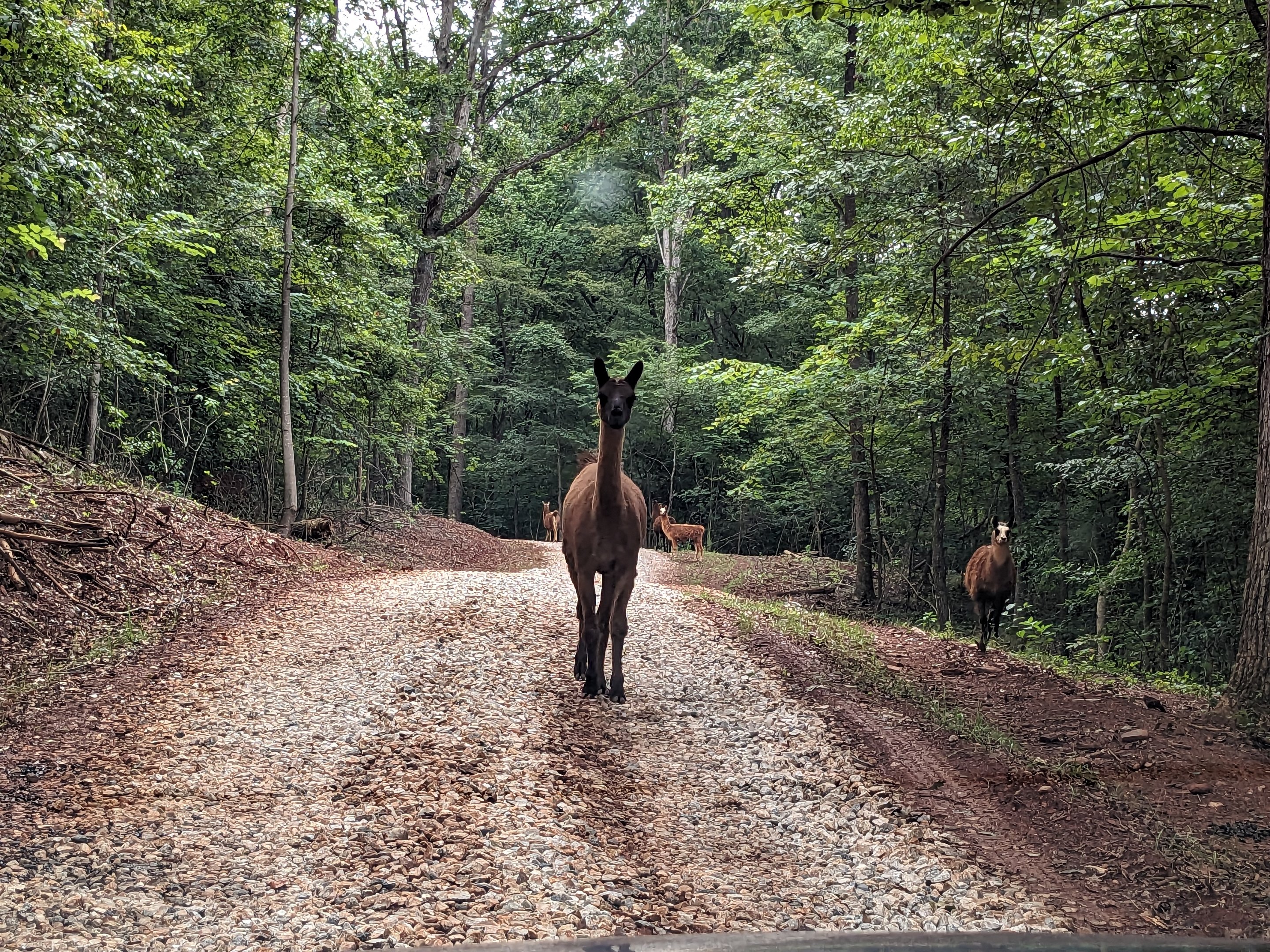 Atlanta Safari Park - Alpaca