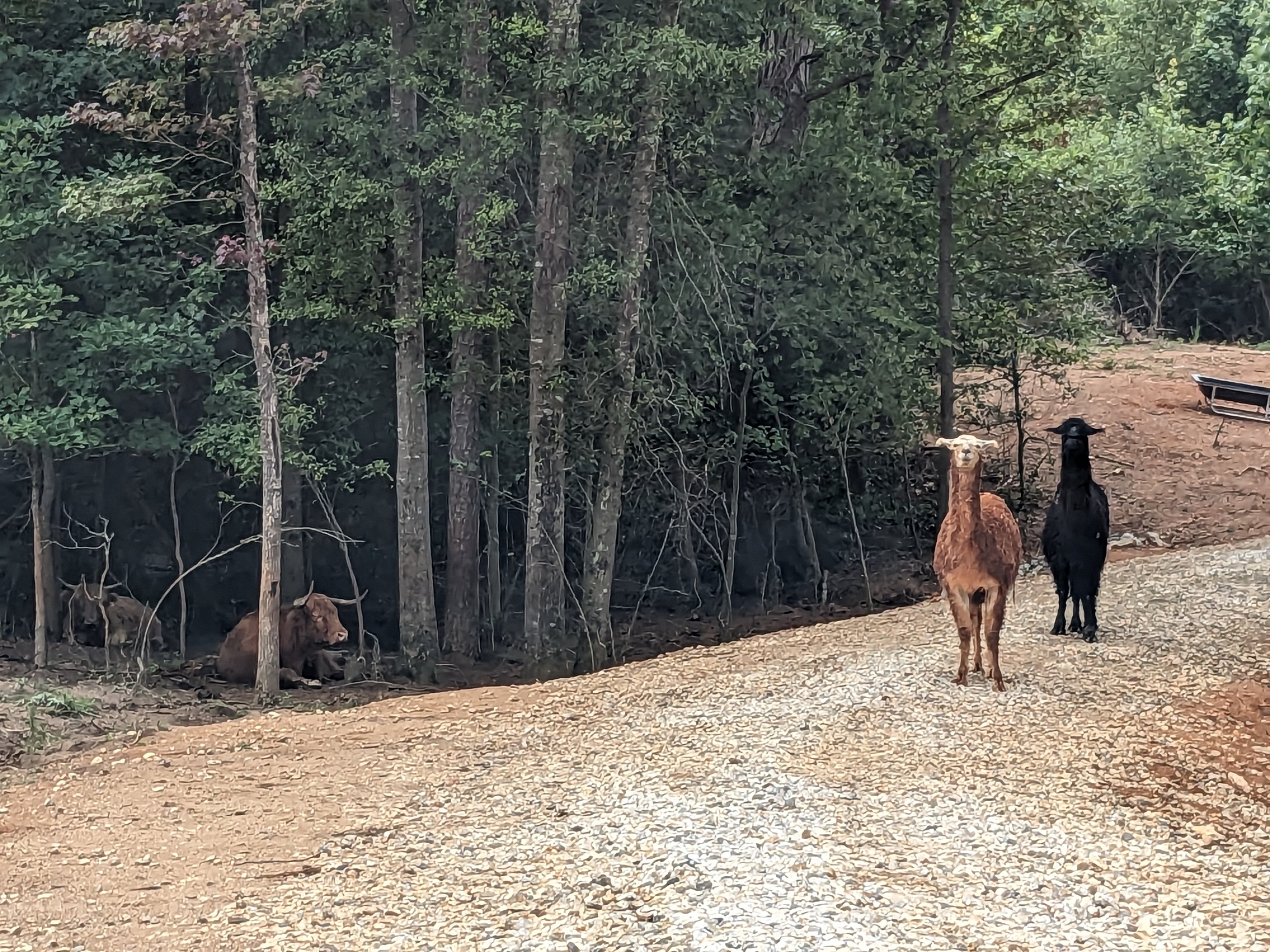 Atlanta Safari Park - Alpaca