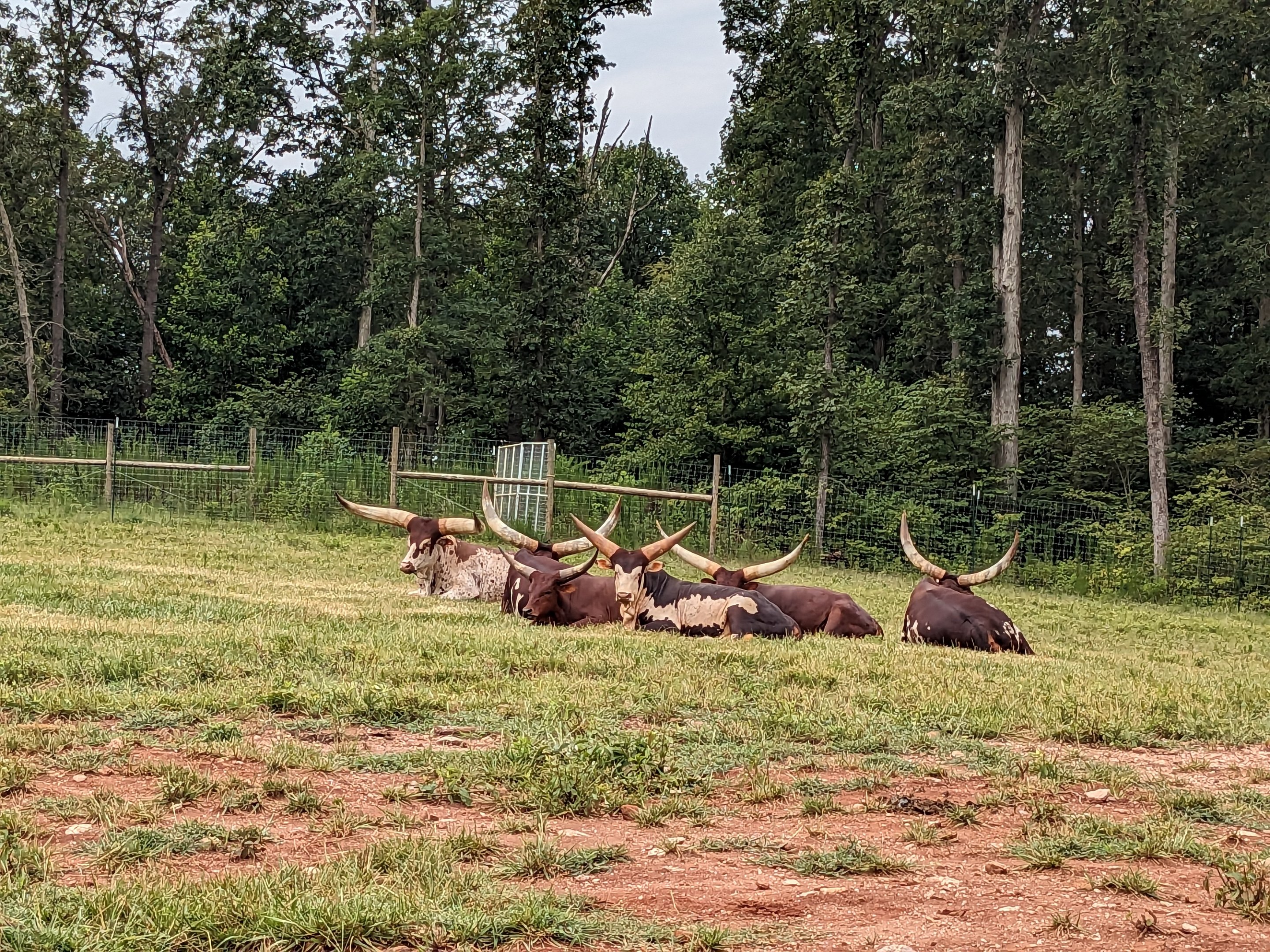 Atlanta Safari Park - Ankole