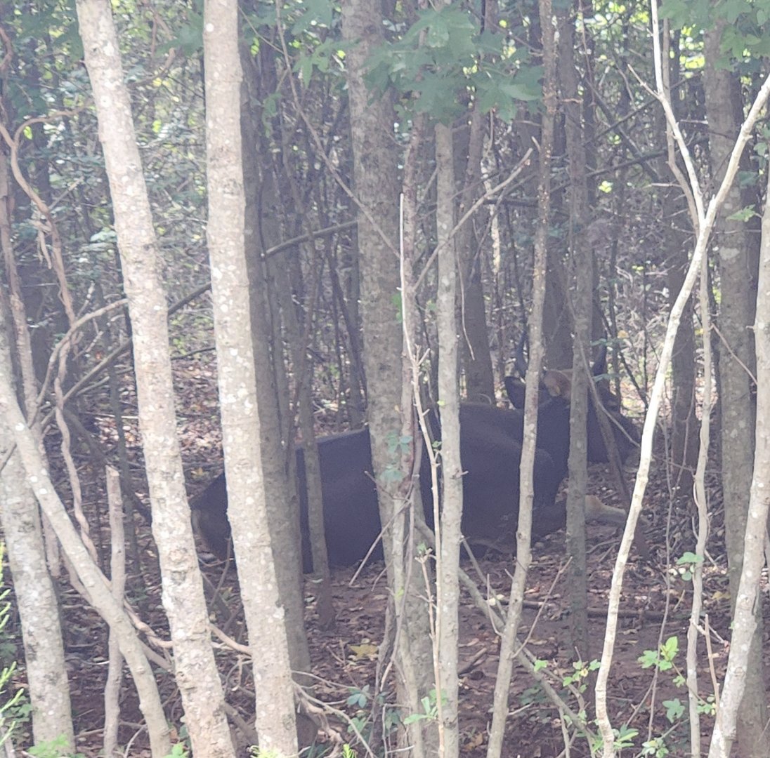 Atlanta Safari Park - Banteng