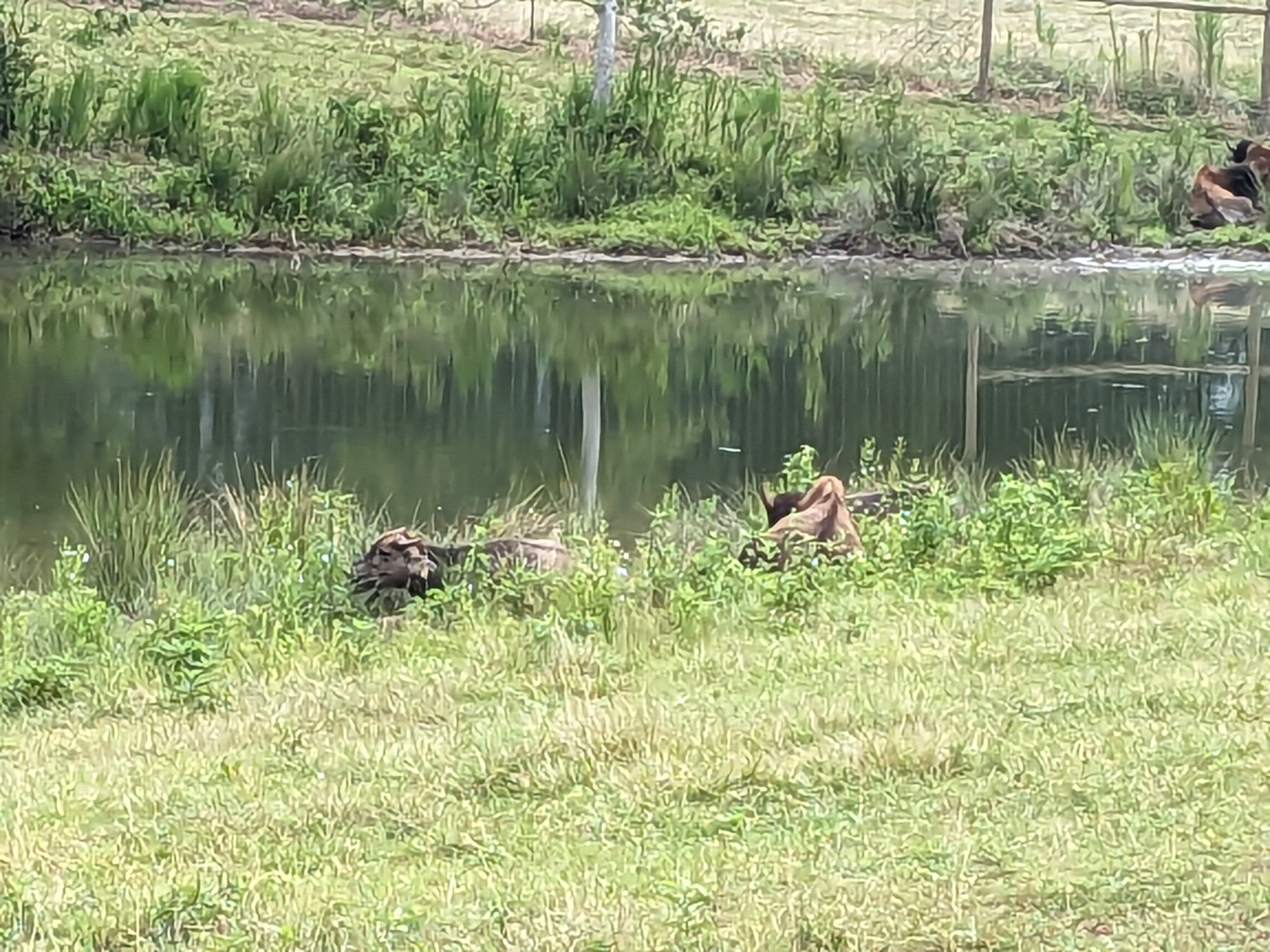 Atlanta Safari Park - Bison and water buffalo