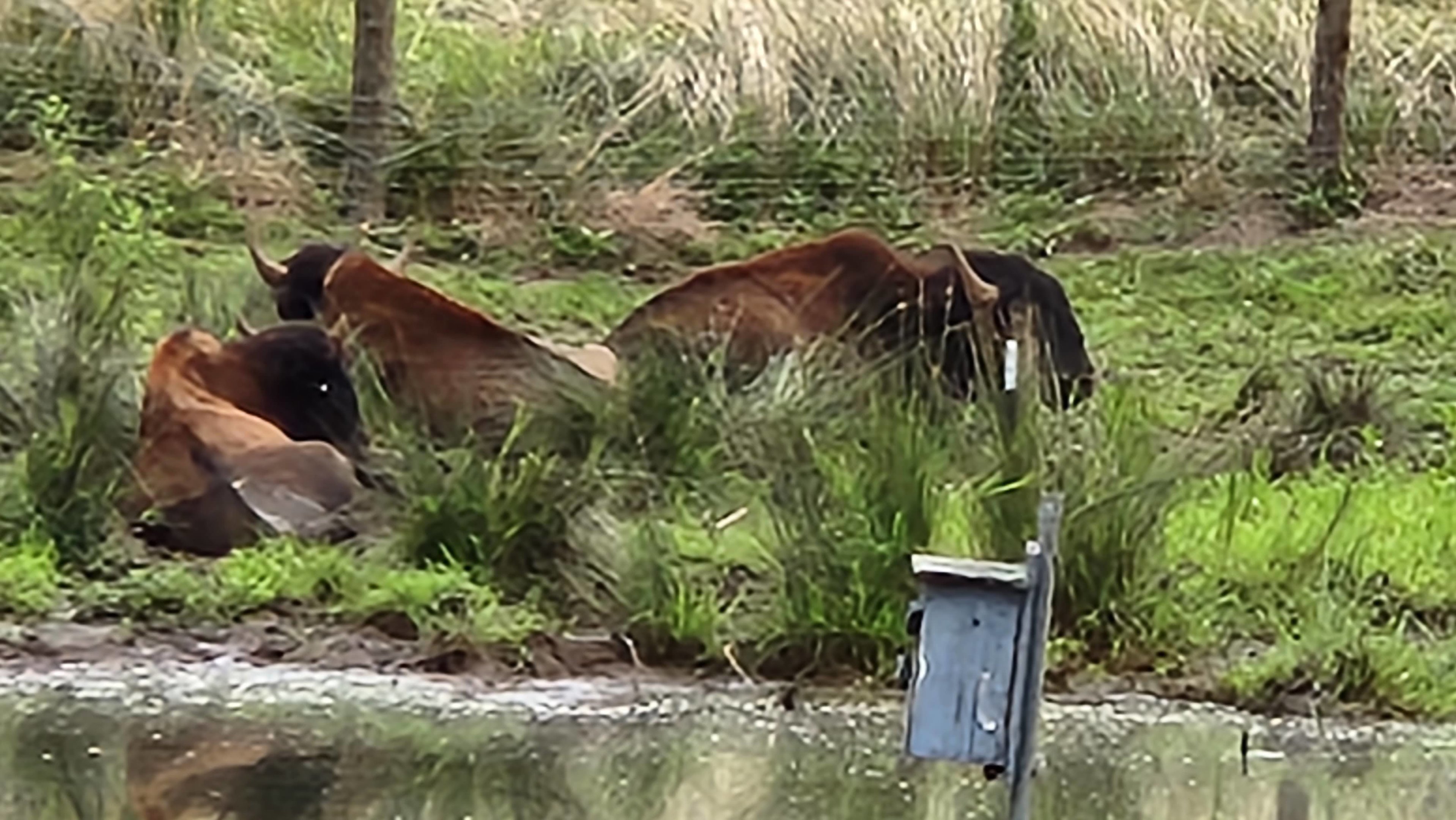 Atlanta Safari Park - Bison