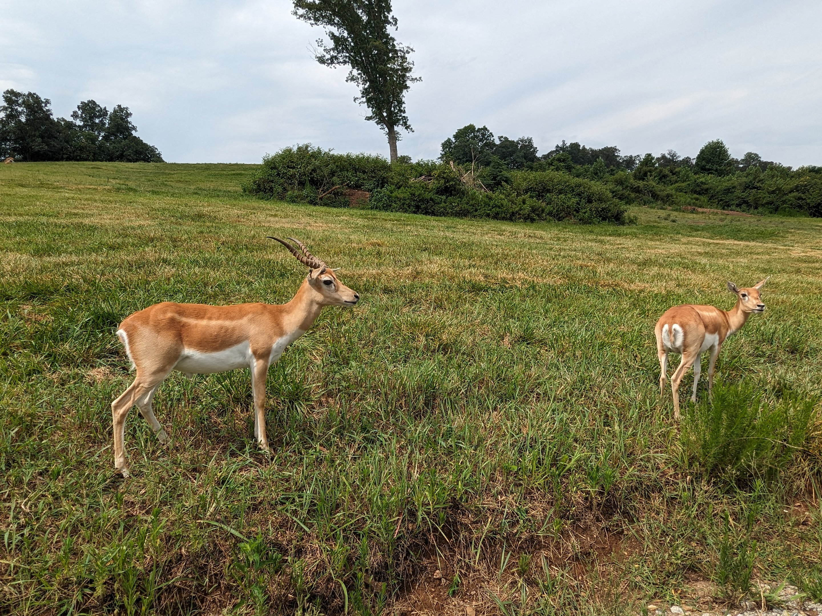 Atlanta Safari Park - Blackbuck