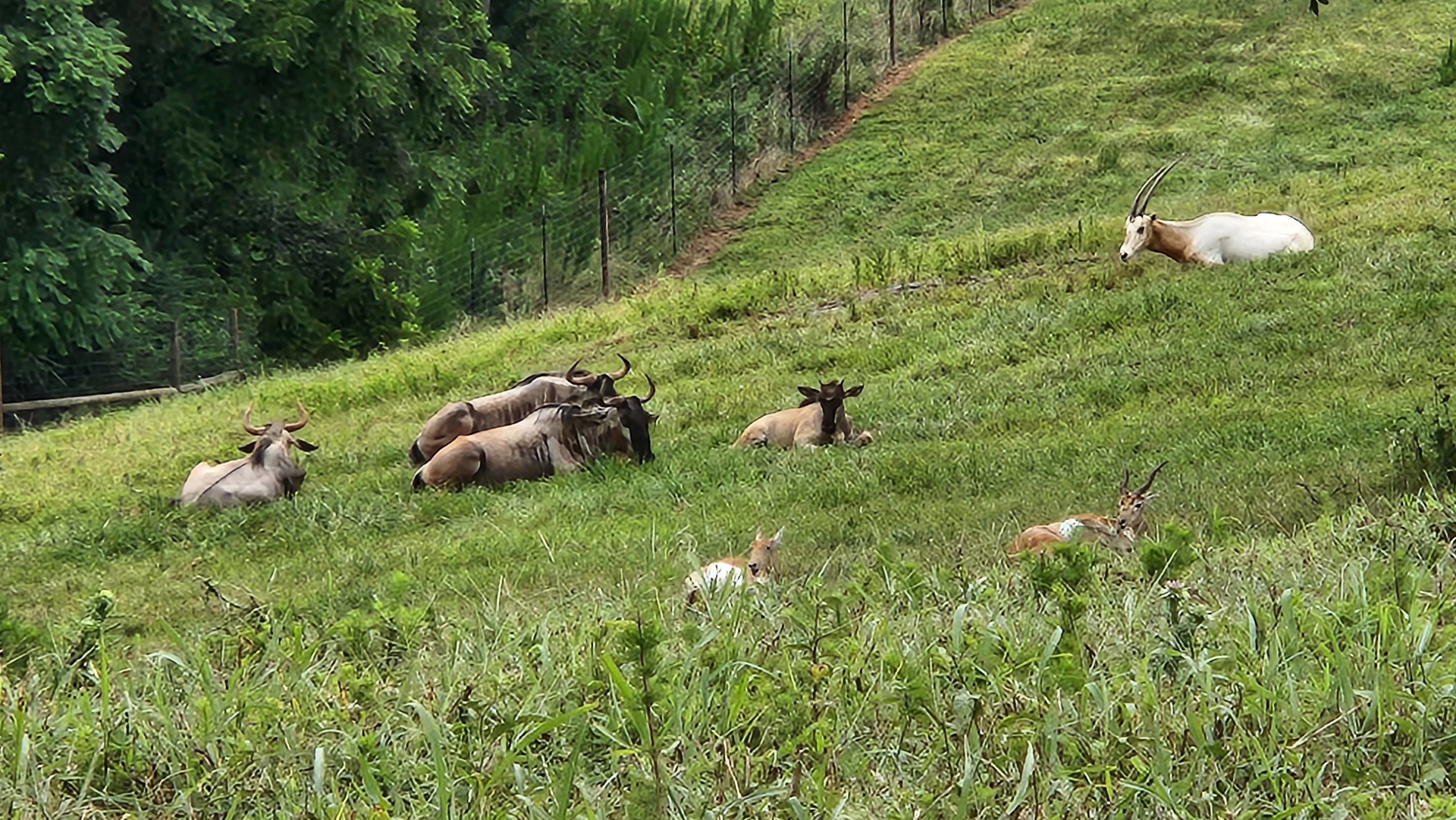 Atlanta Safari Park - Blue wildebeest, scimitar horned oryx, blackbuck