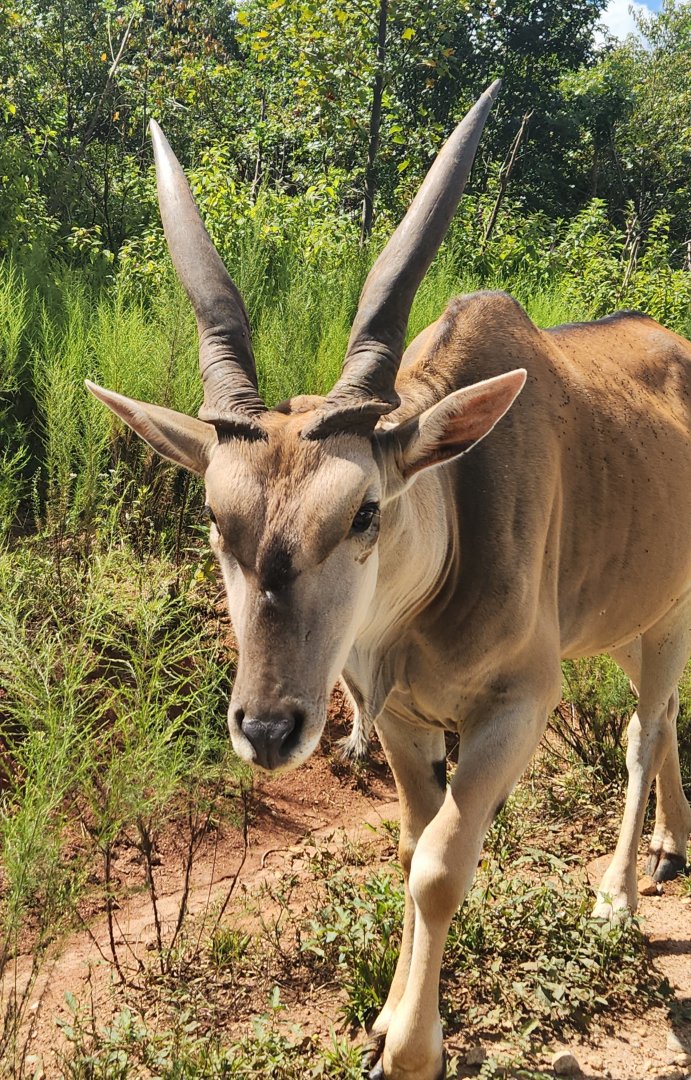 Atlanta Safari Park - Common Eland