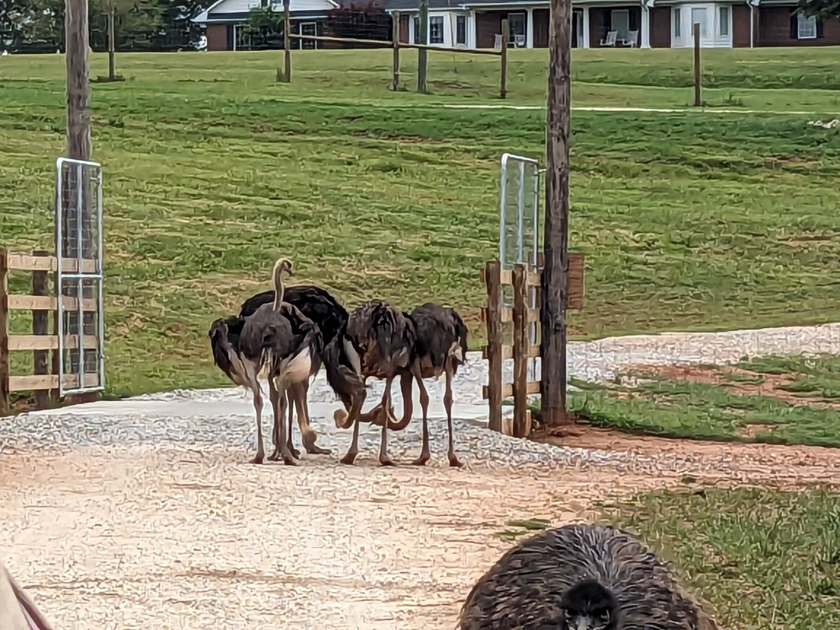 Atlanta Safari Park - Common ostrich