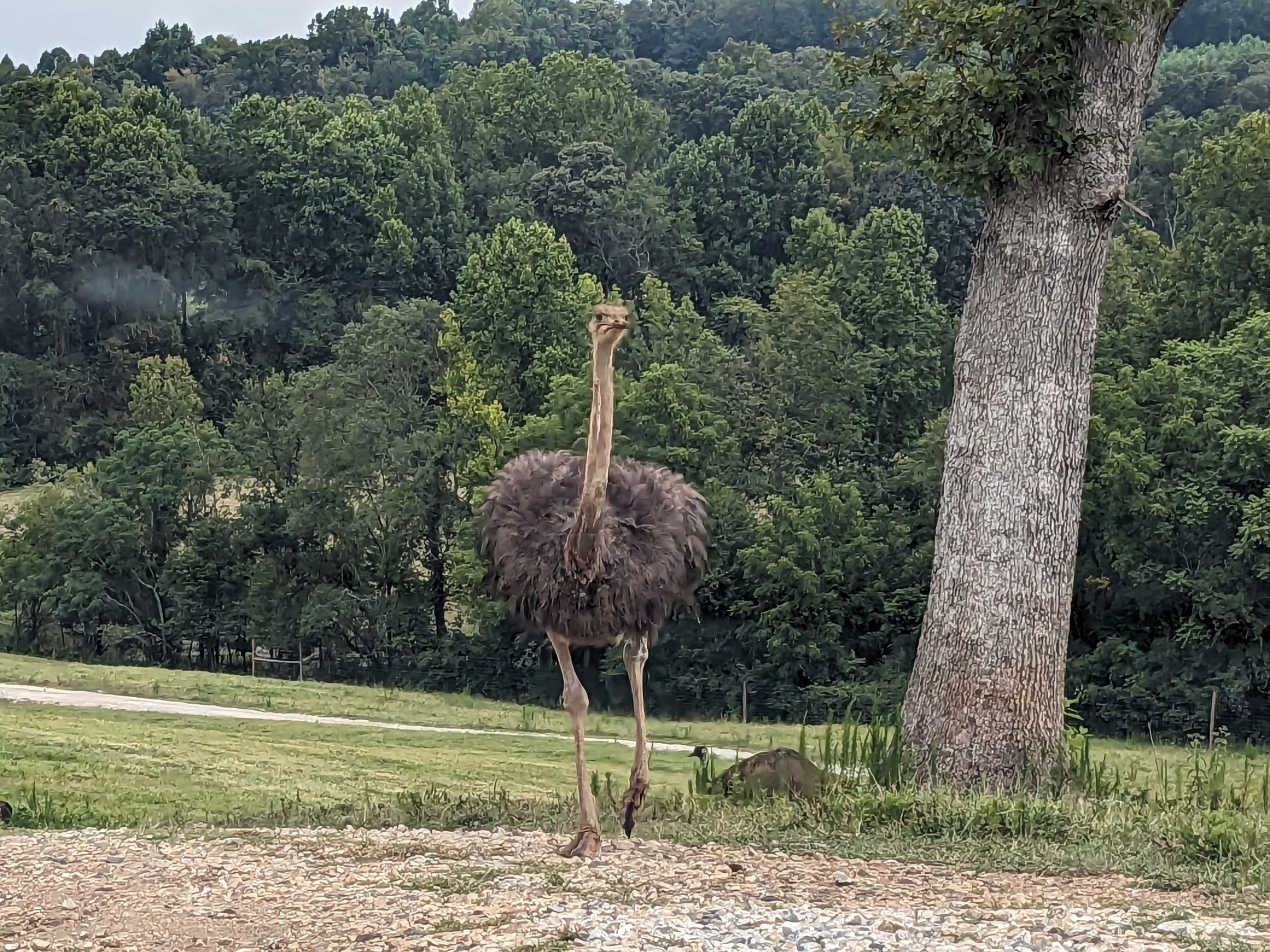 Atlanta Safari Park - Common ostrich