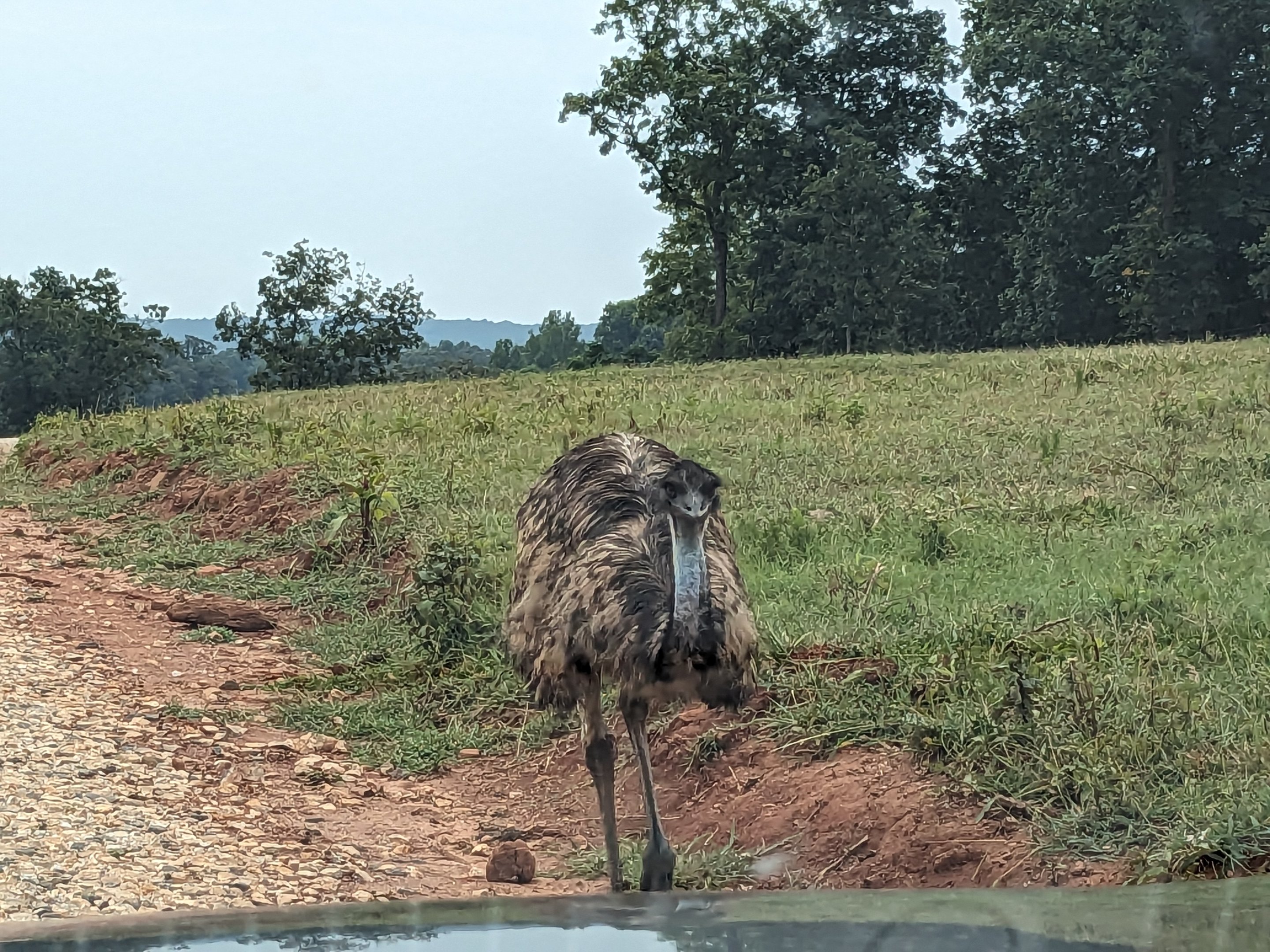 Atlanta Safari Park - Emu