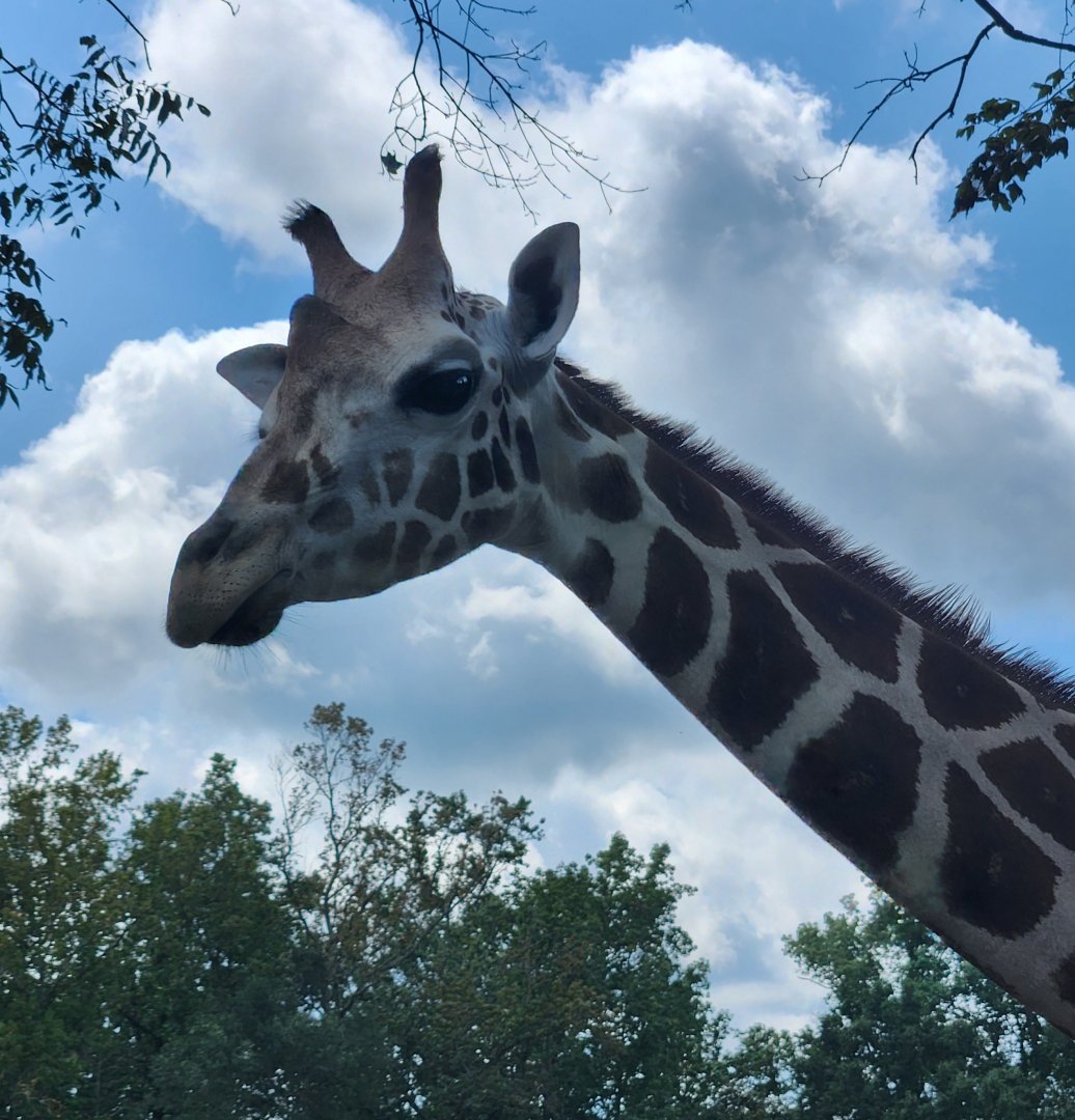 Atlanta Safari Park - Giraffe