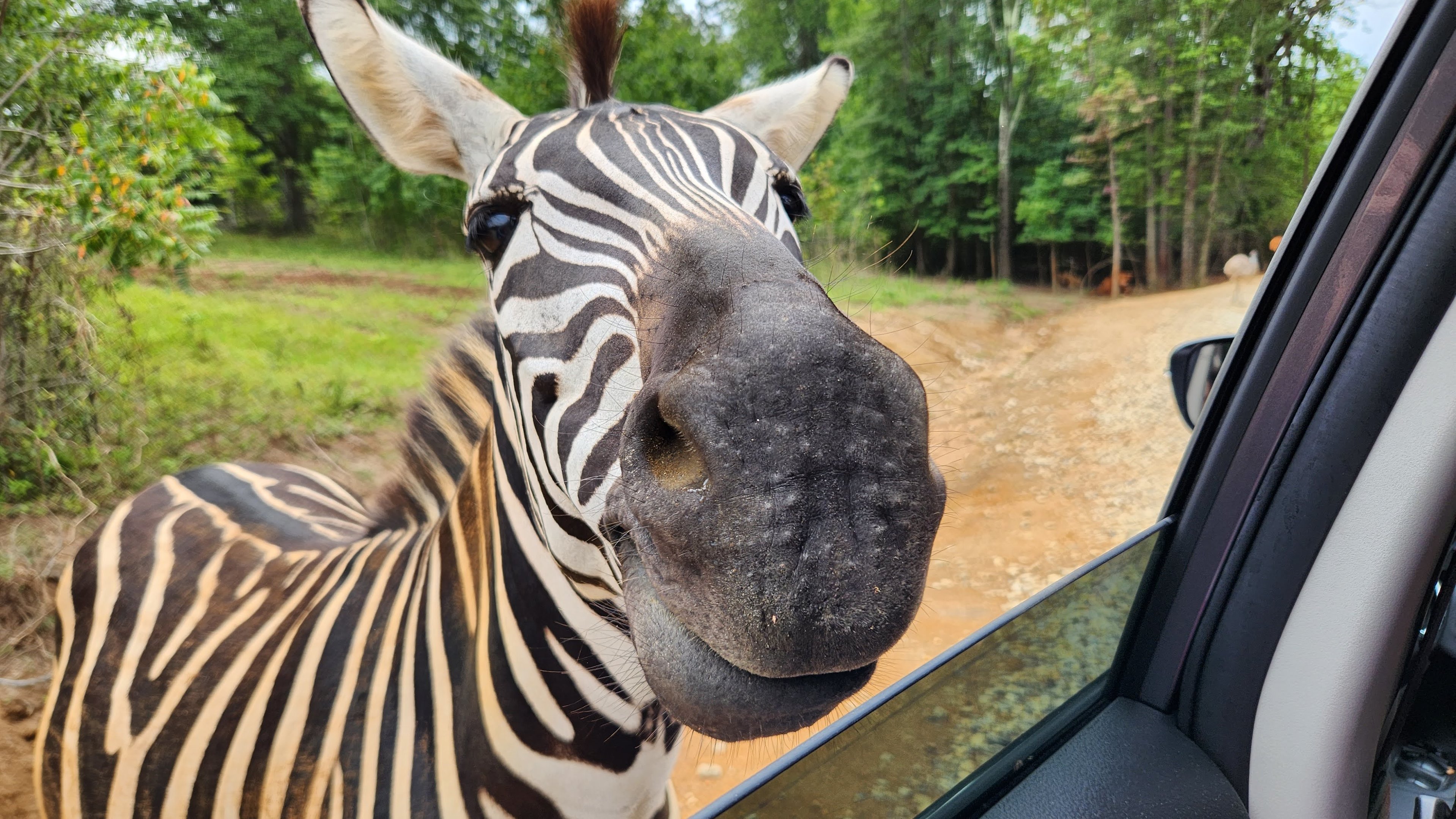 Atlanta Safari Park - Grants Zebra