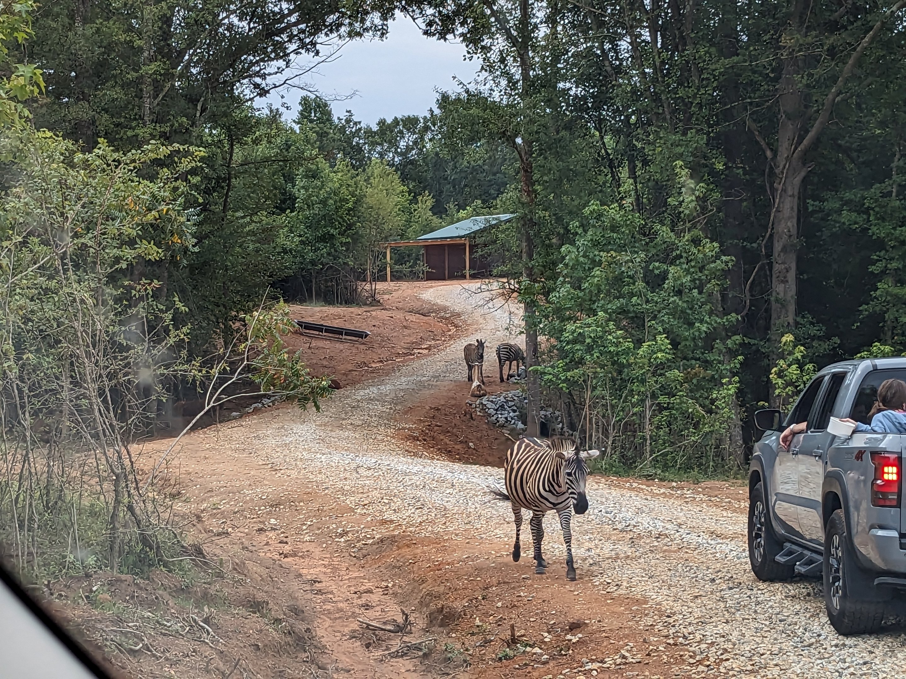 Atlanta Safari Park - Grants zebra