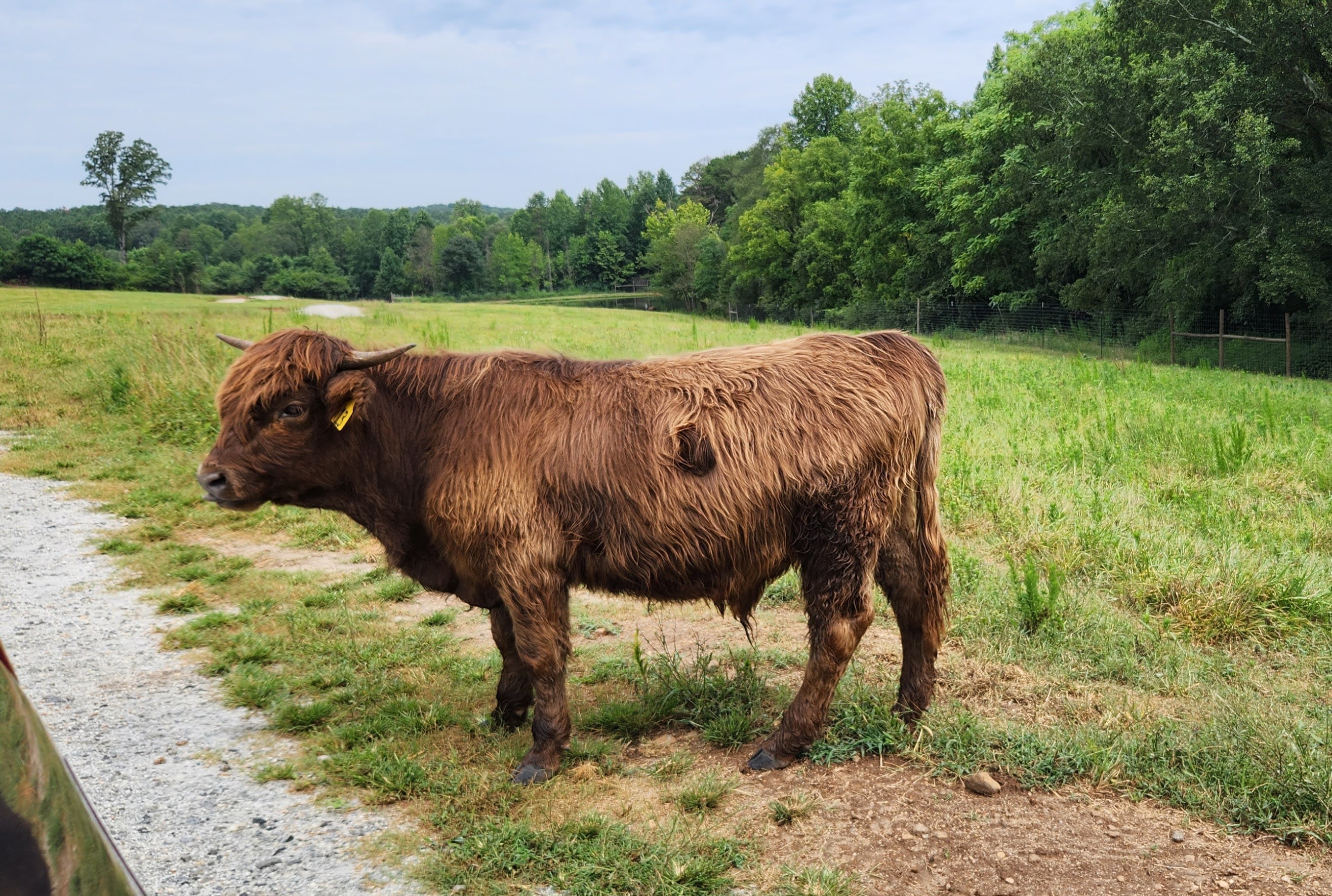 Atlanta Safari Park - Highland cow