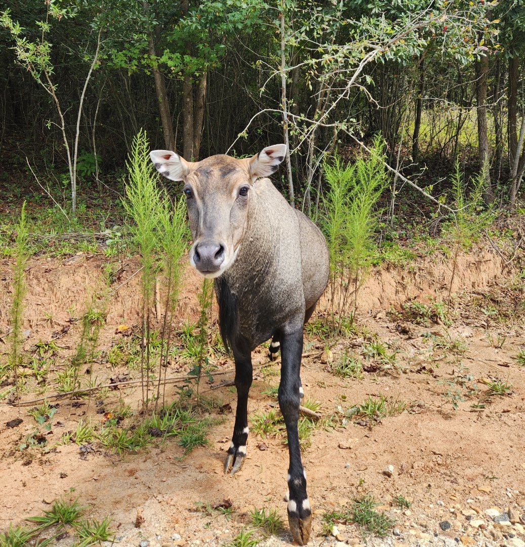 Atlanta Safari Park - Nilgai