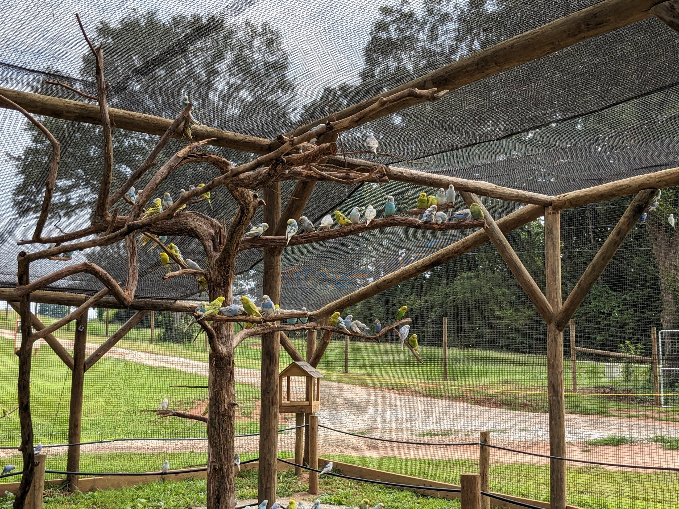 Atlanta Safari Park - Walk through area buddie aviary