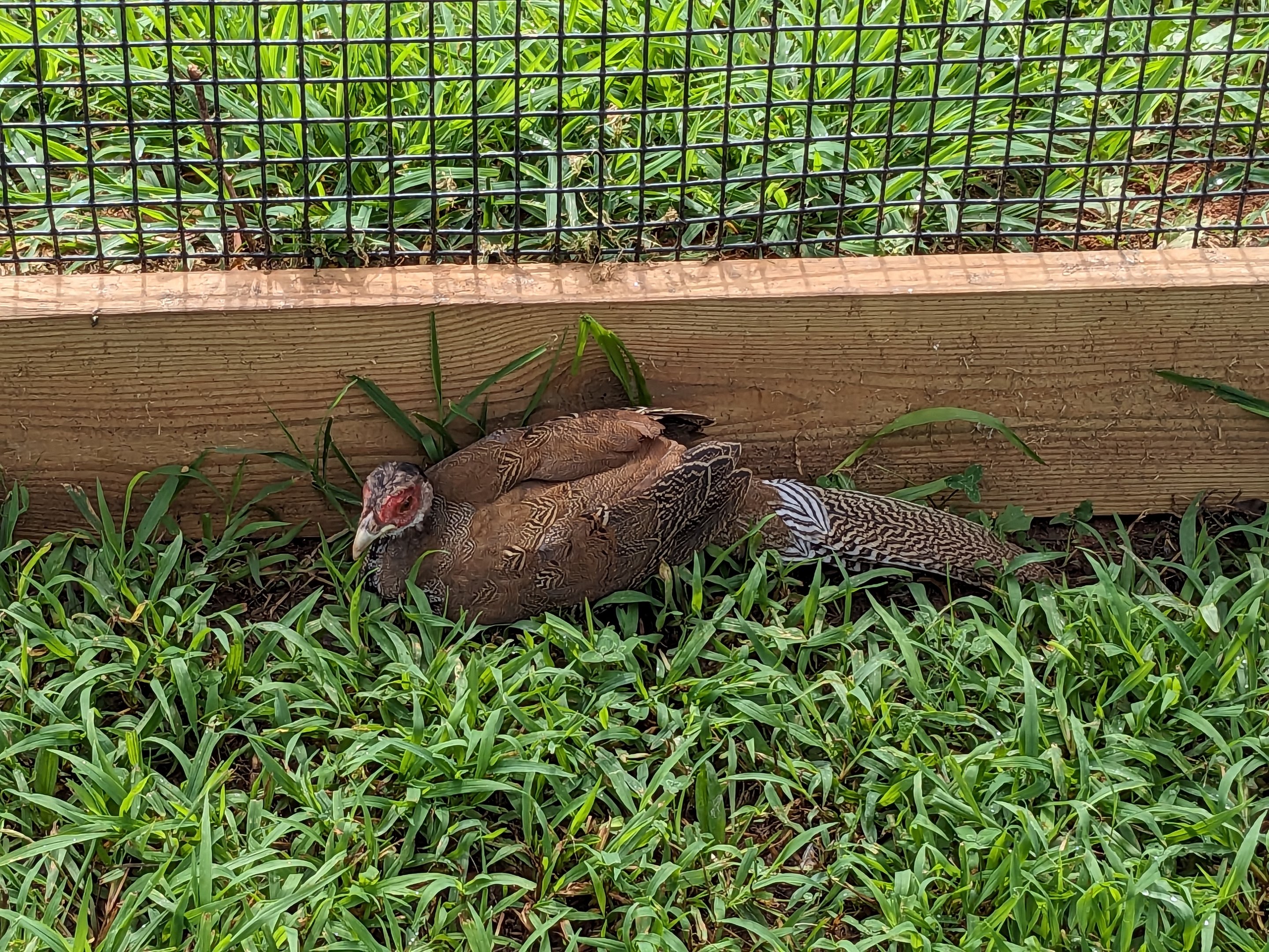 Atlanta Safari Park - Walk through area budgie aviary silver pheasant