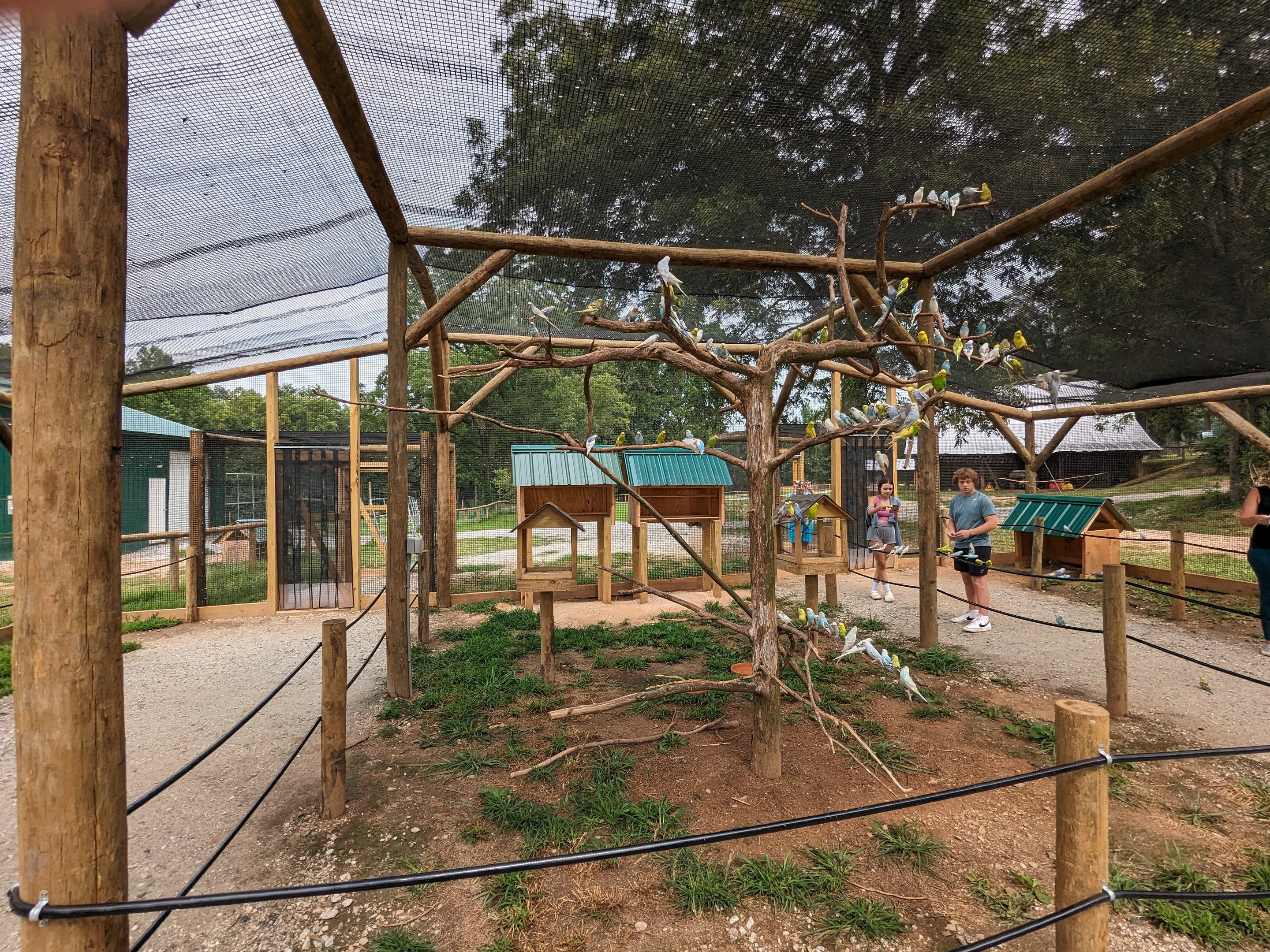 Atlanta Safari Park - Walk through area budgie aviary