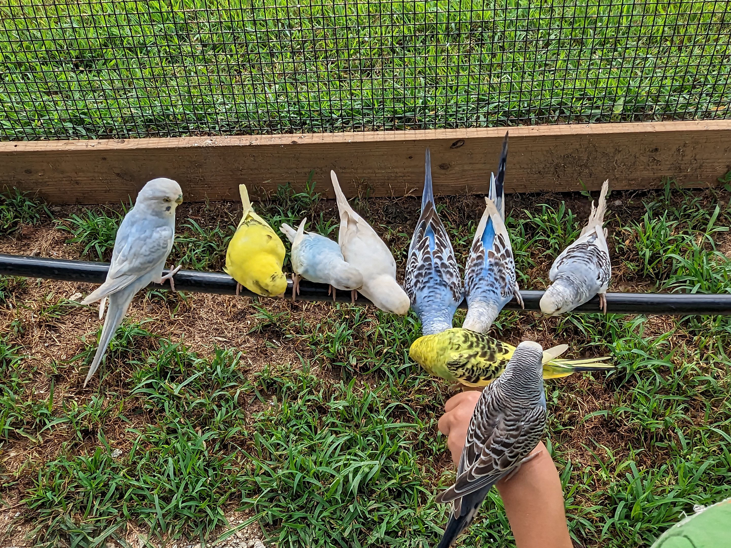 Atlanta Safari Park - Walk through area budgie aviary