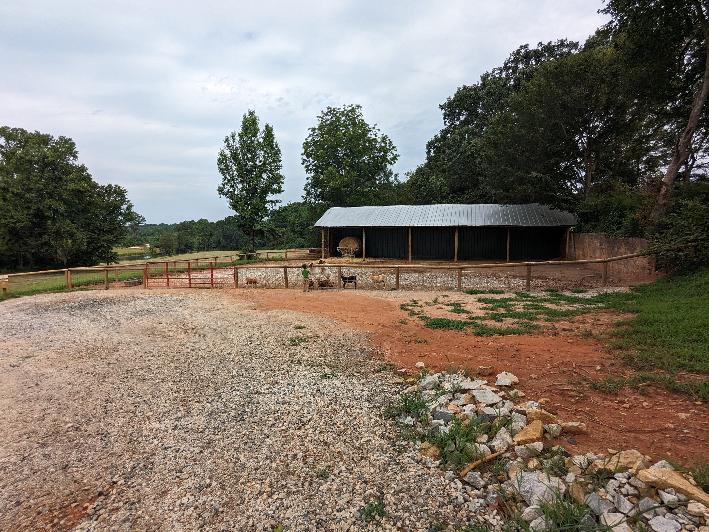 Atlanta Safari Park - Walk through area goats and pigs