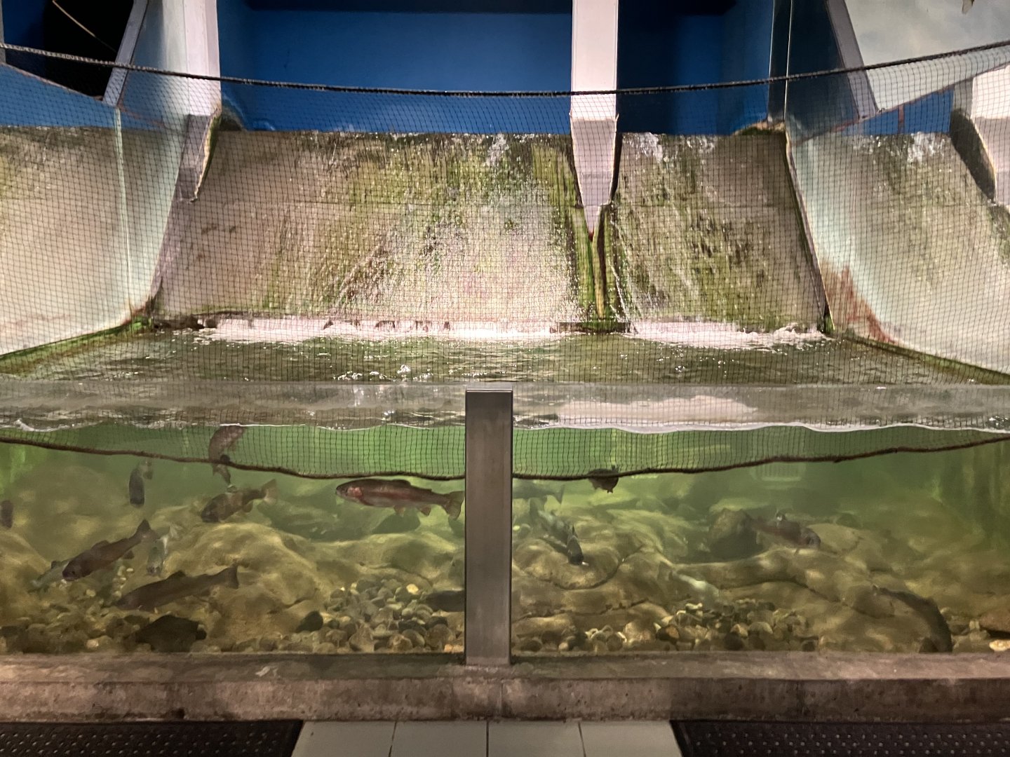 Atlantaguaria Galway-Rainbow trout tank