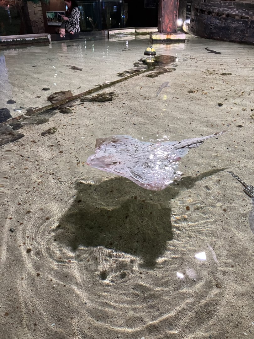 Atlantaquaria Galway-Albino blonde skate