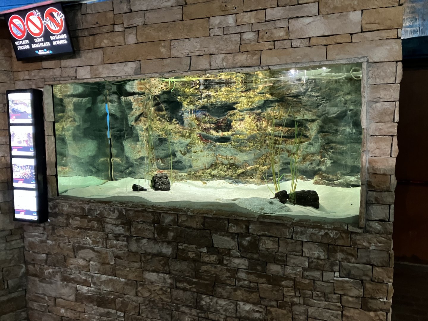 Atlantaquaria Galway-Anglerfish tank